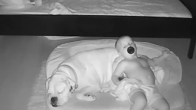 Little Boy Climbs Out Of Bed To Sleep With His Dog