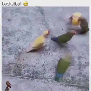 Bird in a street play with ball