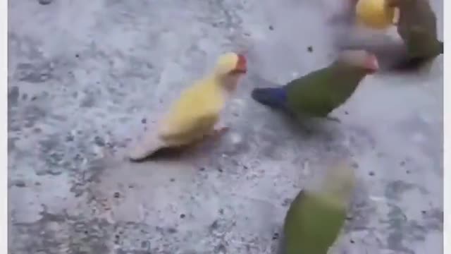 Bird in a street play with ball