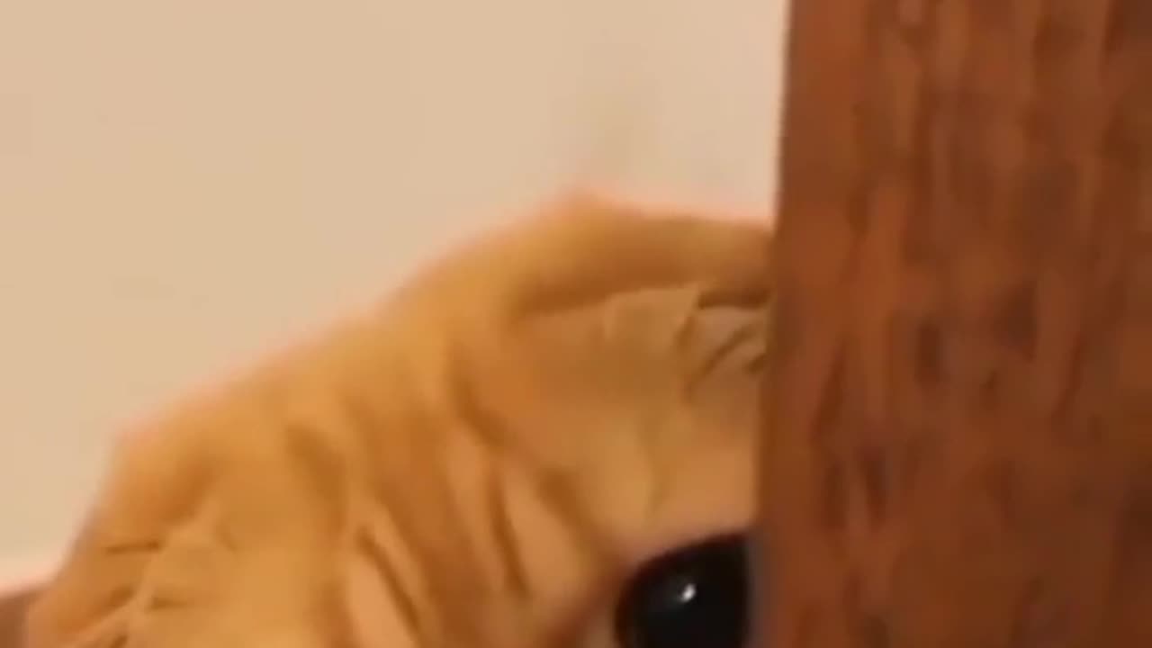 Funny cat 😂😂😂😂