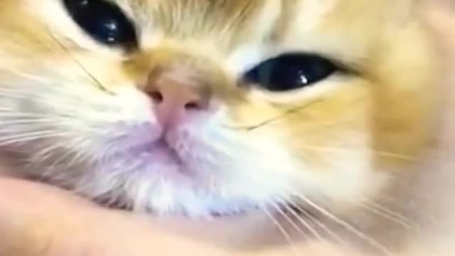 .new cat video best for ever