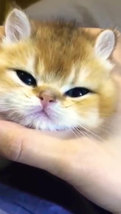 .new cat video best for ever