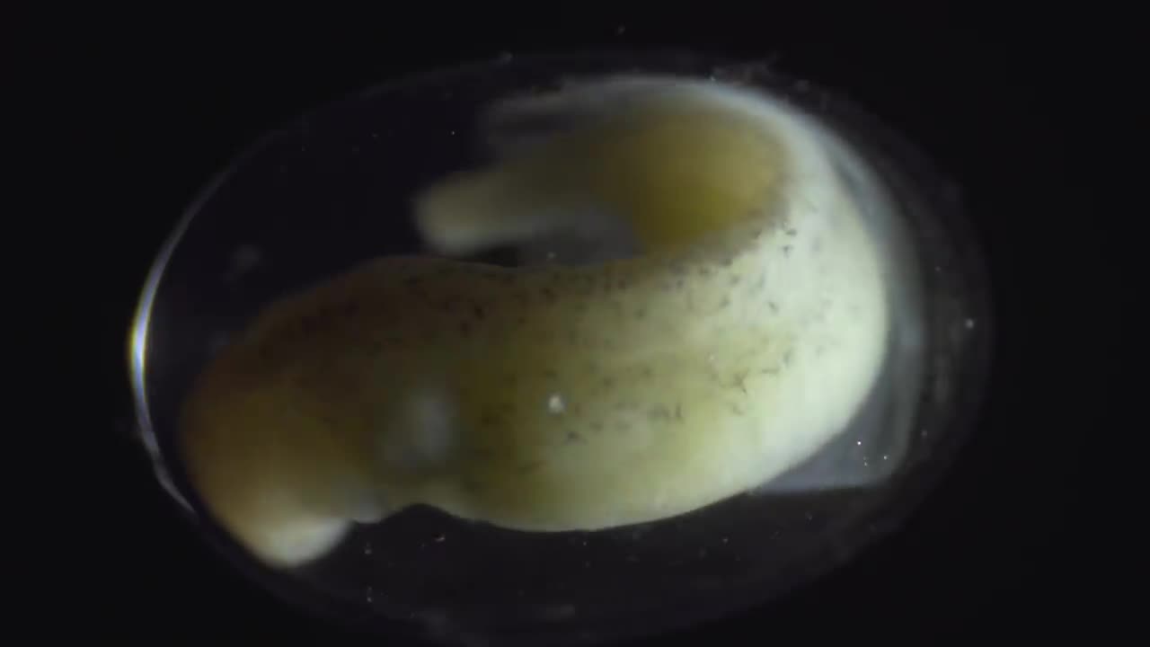 See a Salamander Grow From a Single Cell in this Incredible Time-lapse Short Film Showcase