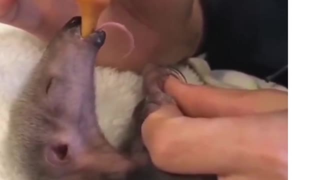 Cute Anteater suckling