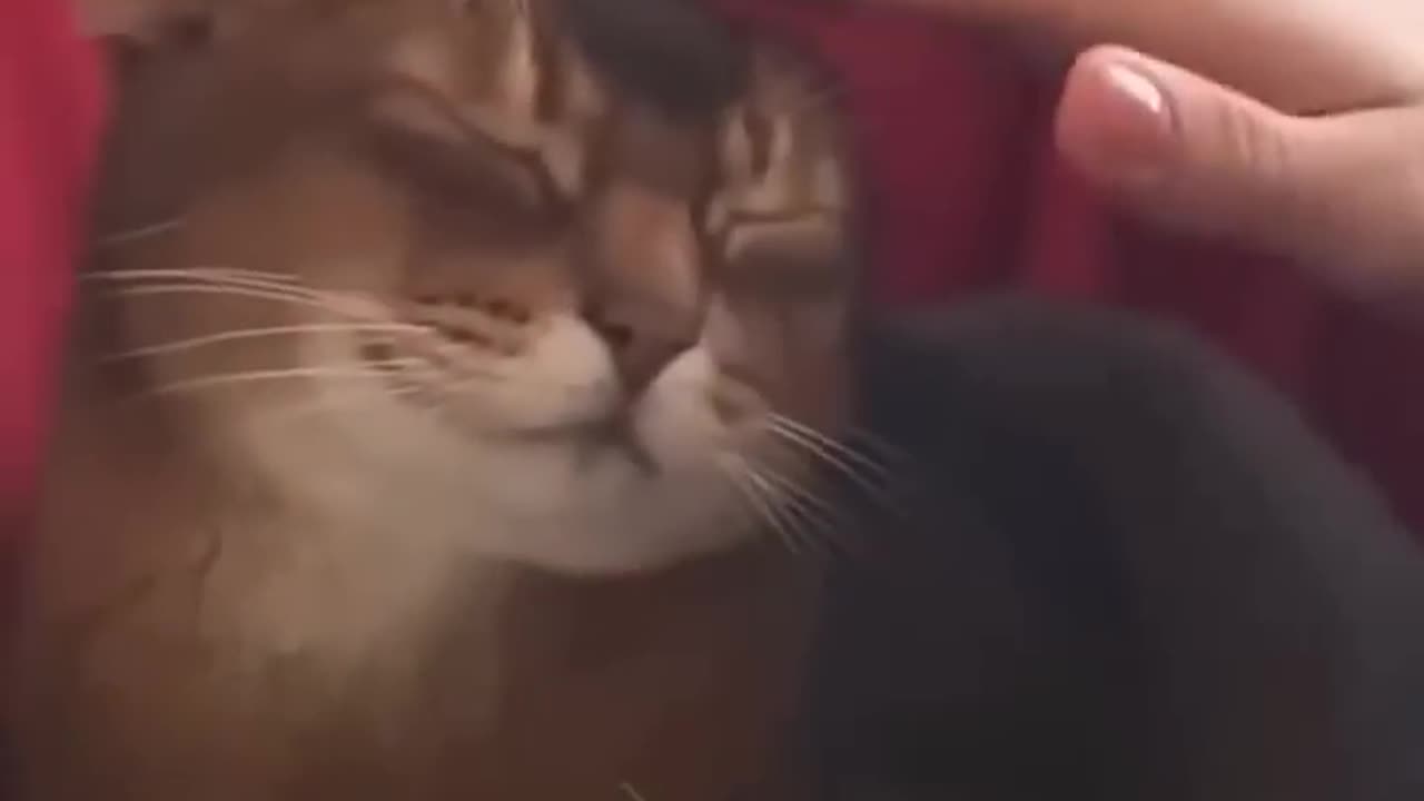 Funny cats episode 114 shorts (720p)
