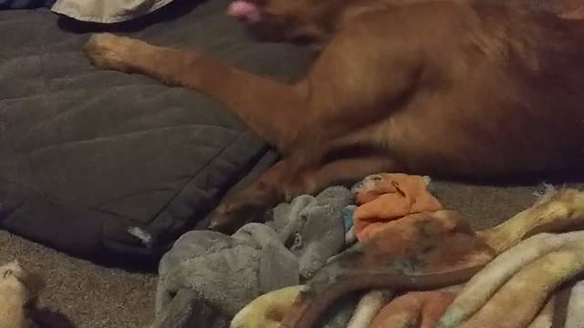 Bored puppy with a kong