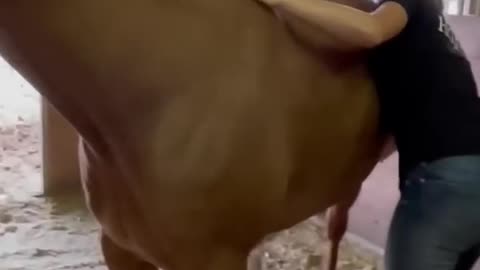 Naughty horse like this 😅😅 hey baby follow me 😁 #foryou #viral # funny #travel #sport #funny #comedy #viral #for you