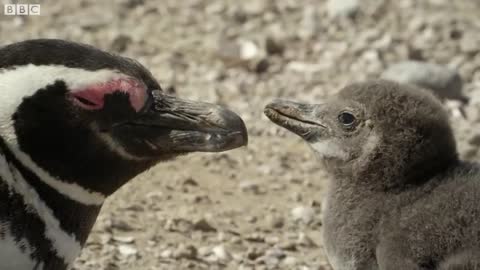 How One Penguin Started a Whole Colony | Close Encounters | BBC Earth