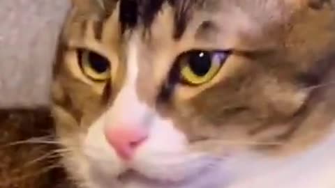 Top Funny Cat video Viral cat video