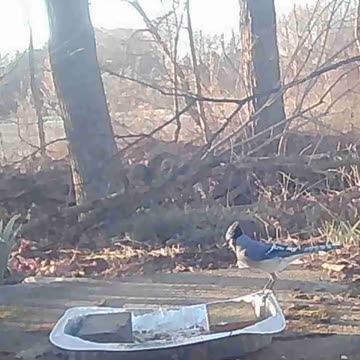 EA S81 - Scared Squirrel