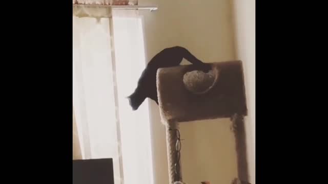 Funny cats having fun part 2