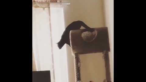 Funny cats having fun part 2