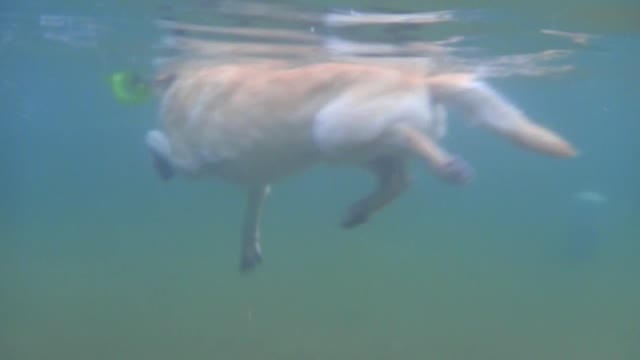Have you ever seen Labrador swim? Give you a different view.