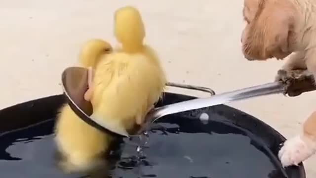 Dog eating Dogs 🐕🤣 eating food