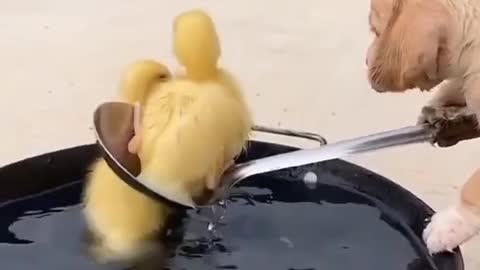 Dog eating Dogs 🐕🤣 eating food