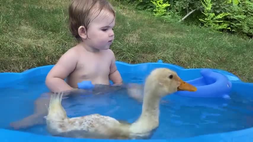 Funny Baby Reaction to Duckling in the pool.