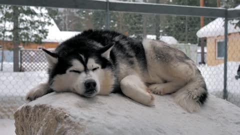 A sleeping husky in the kennel enjoying snowy weather