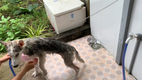 Ngáo mà thích tắm là Pé Min :) _ FUNNY HUSKY BATHING_