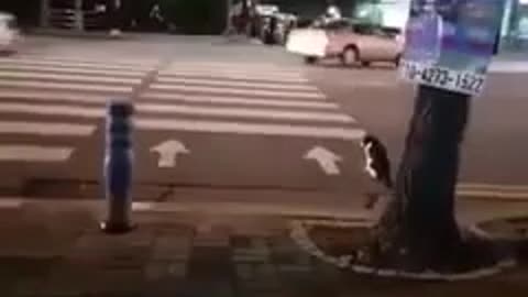 A cat does not cross the street and a red pedestrian traffic light