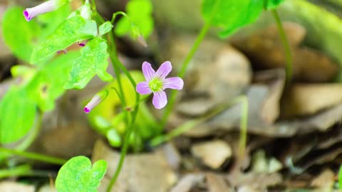 Nice Purple Flower Blooming In Time Lapse Mode