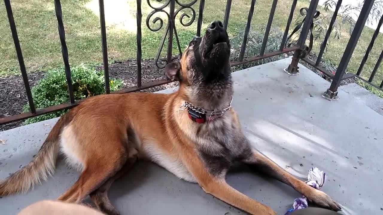 dog funny video clip