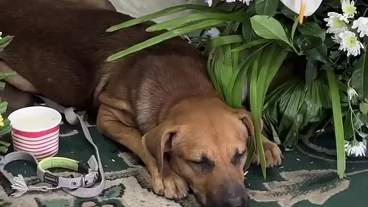 Hard to accept as his buddy is gone :( #dogfriend #youtubeshorts