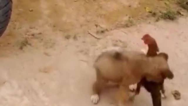 best videos on the internet