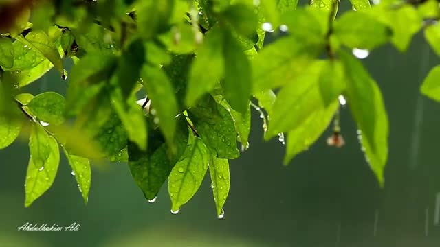 Relaxing Soothing rain sound