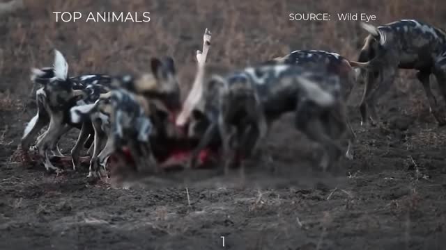 7 CRAZY MOMENTS WILD DOGS LIKE TO HUNT PREGNANT AND YOUNG PREY~2