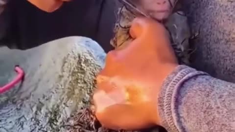 The Monkey Was Rescued From The Net in The River #shorts #shortvideo #video #virals #videoviral