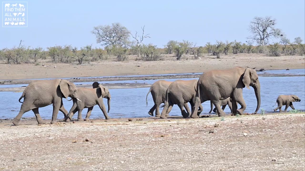 Baby Animals_ Relaxing Video of Big African Animals Cubs