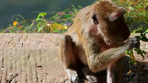 Monkey Sumara