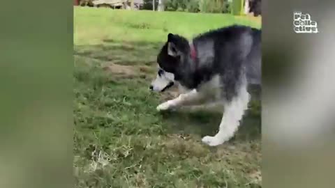 Non Stop Laughter - Funniest Huskies