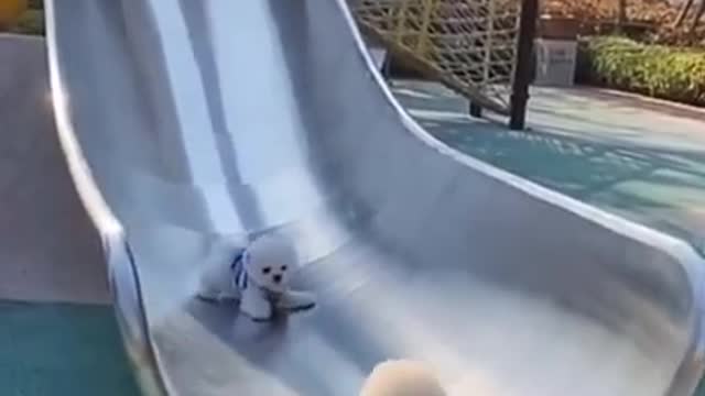 Cute and Funny Dogs Videos Compilation 2021_ Part _3 #shorts