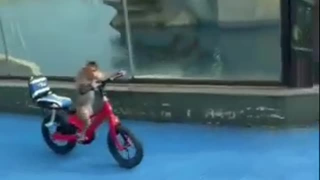 Funny_Animals_Videos_2022_🤣-_Funniest_Cats_and_Dogs🐱🐕