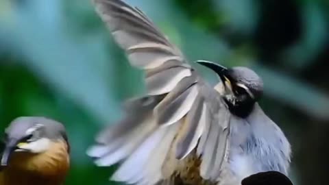 Birds Dance | পাখি #birds #dance #expression #attitude #beautiful #funny #ns_uttam_kumar_biswas