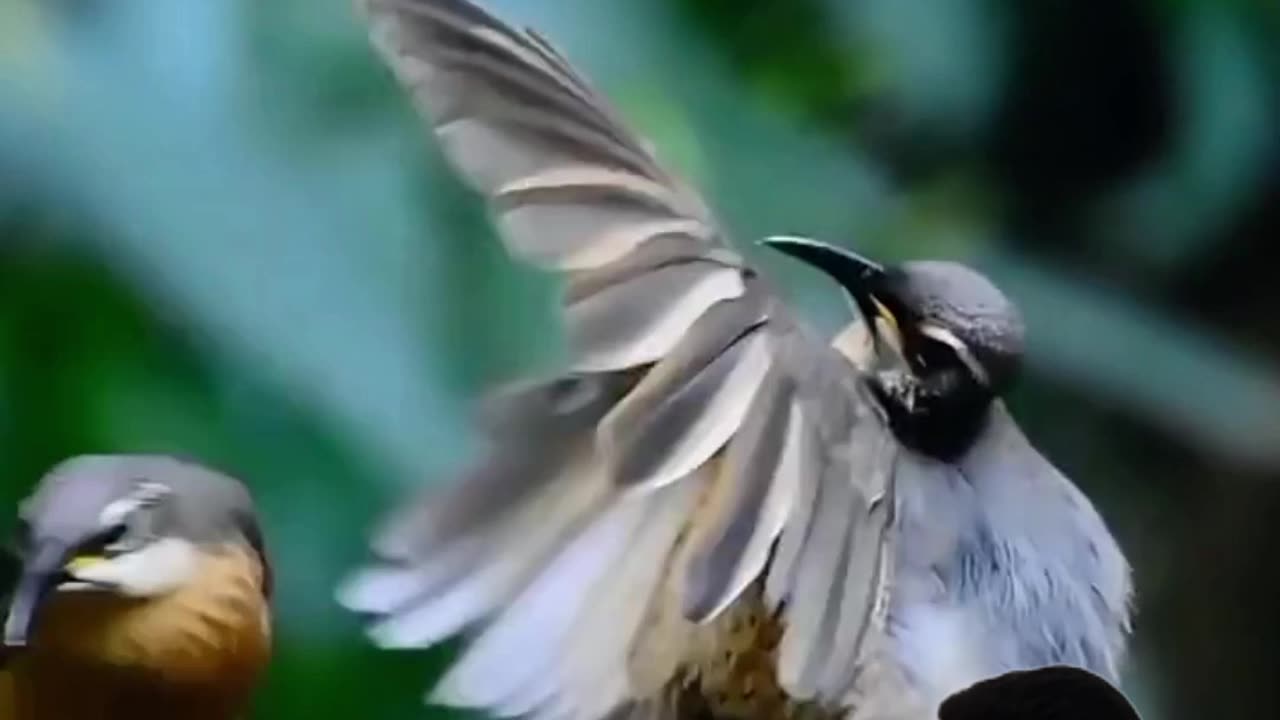 Birds Dance | পাখি #birds #dance #expression #attitude #beautiful #funny #ns_uttam_kumar_biswas