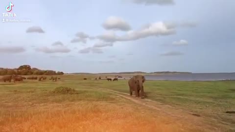 An Elephant Charge at Kaudulla National Park, Sri Lanka