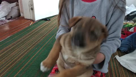 little puppy playing with children