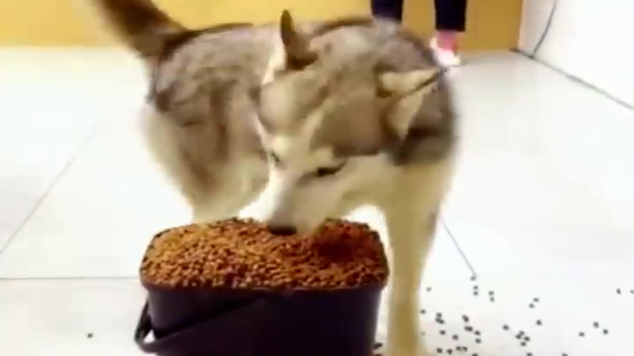 FUNNIEST CATS AND DOGS 2024.