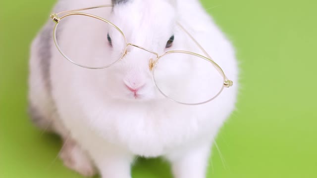 Beautiful Rabbit