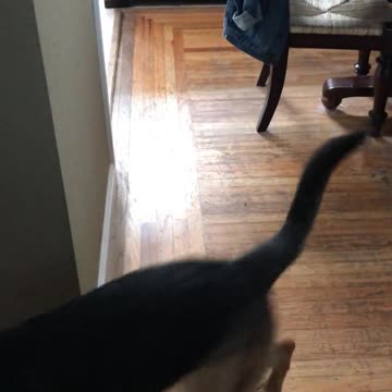 ¡Perros juegan el más épico juego de la mancha!