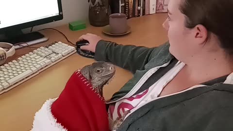 When You Have Work But Your Iguana Demands Attention!