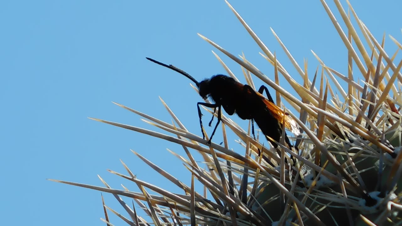 Tarantula Hawk Wasp Is Hanging Out On Saguaro Spines