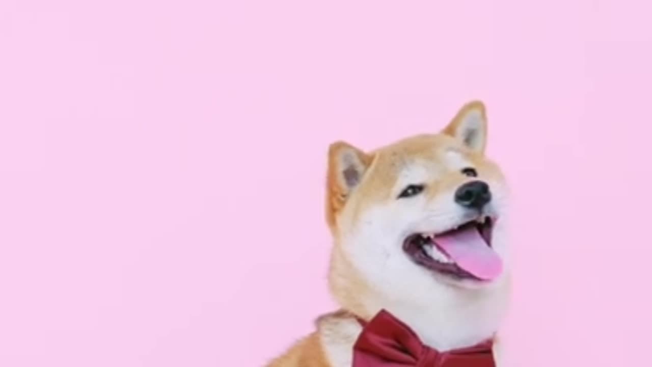 Funny Dogs🐷
