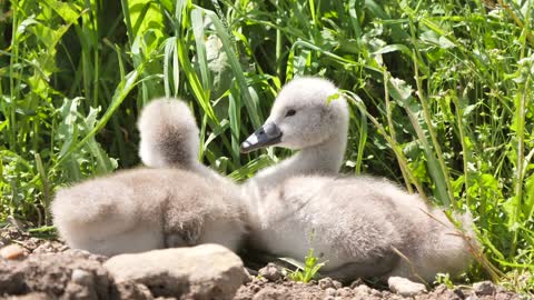 His mother's little geese make him hide from predators.