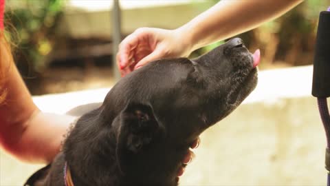 Black Lab Funny video