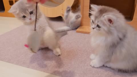 When I showed my kitten an anime for the first time, it was so cute how she was transfixed..