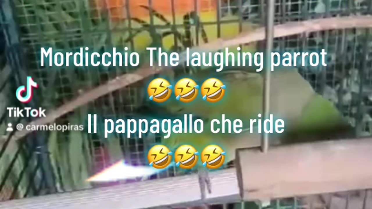 Mordicchio, Amazing parrot laughs 🤣🤣🤣