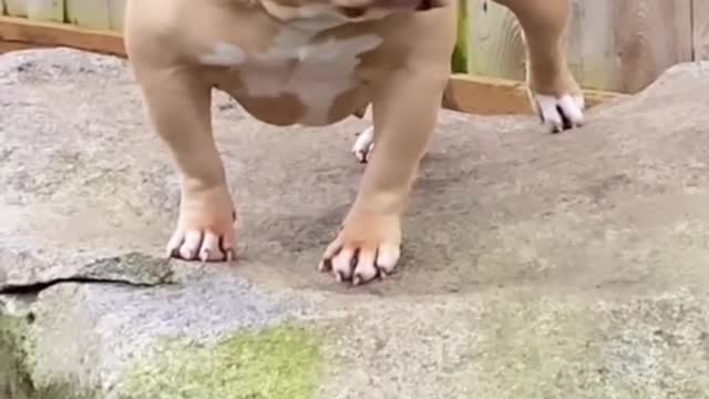 Dog Short Video ll #Short
